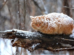 Śniegiem, Gałąź, Śnieg, Rudy, Przyprószony, Kot