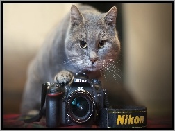 Nikon, Aparat, Kot, Fotograficzny