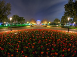 Noc, Kwiaty, Klomb, Oświetlenie, Disneyland, Czerwone