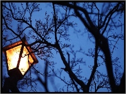 Drzewo, Noc, Latarnia