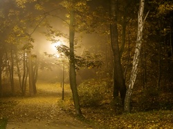 Noc, Drzewa, Alejka, Park, Latarnie