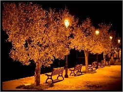 Noc, Ławki, Drzewa, Park, Lampy