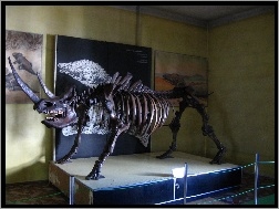 Nosorożec, szkielet