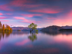 Góry, Nowa Zelandia, Jezioro Wanaka, Zachód słońca, Drzewo