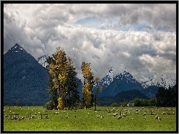 Owce, Nowa Zelandia, Trey Ratcliff, Góry, Pastwisko, Glenarchy