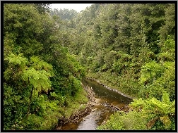 Nowa Zelandia, Roślinność, Lasy, Rzeka, Tangarakau