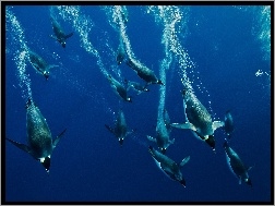 Morze, Nurkujące, Pingwiny