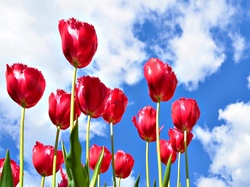 Obłoki, Tulipany, Czerwone, Niebo