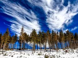 Obłoki, Śnieg, Drzewa, Las, Niebo