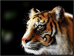 Obraz, Tygrys