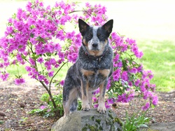Różanecznik, Obroża, Australian cattle dog, Pies, Kwiaty