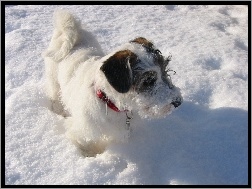 obroża, śnieg, Sealyham Terrier, czerwona