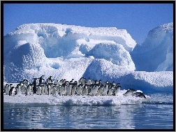 Ocean, Góra, Pingwiny, Lodowa