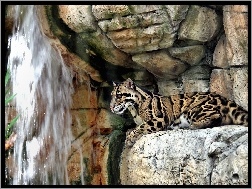Ocelot, Skała