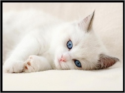 Oczy, Kot, Biały, Niebieskie