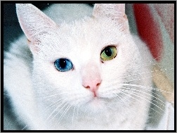 Oczy, Kot, Biały, Różnokolorowe