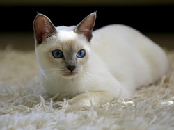 Oczy, Kotek, Biały, Niebieskie