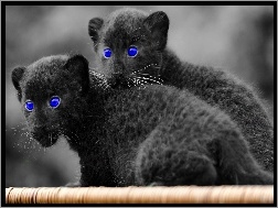Oczy, Koty, Czarne, Dzikie, Niebieskie