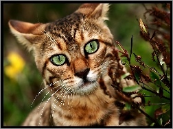Oczy, Bengalski, Kot, Zielone
