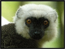 Oczy, Sifaka, Lemur, Głowa