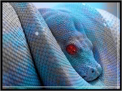 Oczy, Wąż, Niebieski, Czerwone