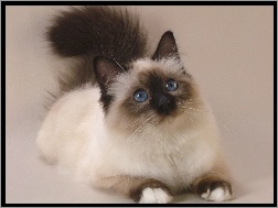 Oczy, Kot Ragdoll, Niebieskie