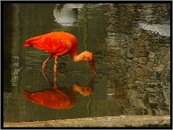 Odbicie, Czerwony, Ibis, Woda