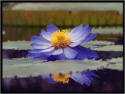 Lilia wodna, Woda, Kwiat, Niebieski, Odbicie