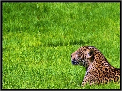 Trawa, Odpoczywajacy, Jaguar