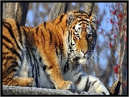 Odpoczywający, Tygrys