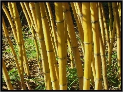 Żółte, Łodygi Bambusa