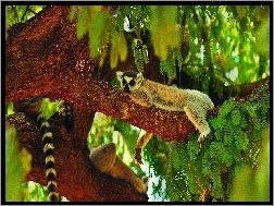 Ogon, Drzewo, Lemur, Zieleń