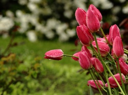 Ogród, Deszczowe, Tulipany, Czerwone, Krople