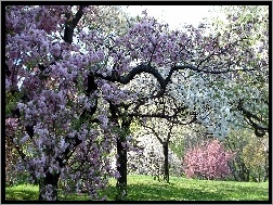 Drzewa, Ogród, Kwitnące