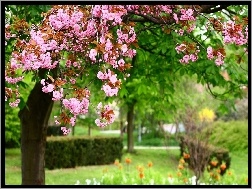 Drzewo, Ogród, Kwitnące