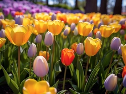 Kolorowe, Rozświetlone, Tulipany, Ogród