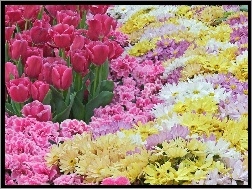 Kwiatki, Ogród, Kolorowe