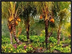 Kwiaty, Ogród, Kokosowy