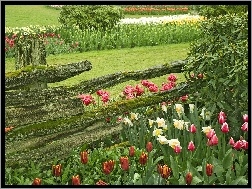 Kwiaty, Ogród, Płot