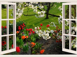 Tulipany, Ogród, Drzewa, Trawa, Wiosna, Kwitnące, Okno, Kwiaty