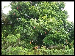 Mangowe, Ogród, Drzewo
