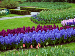 Ogród, Kwiaty, Trawniki, Kolorowe, Park, Hiacynty