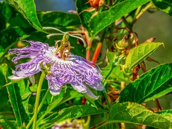 Ogród, Passiflora, Męczennica, Liście, Roślina, Kwiat