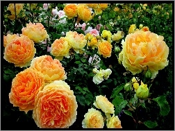 Róże, Ogród, Żółte