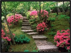 Ogród, Azalie, Różowe, Japoński
