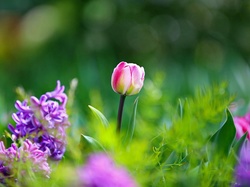 Ogród, Kwiaty, Tulipany, Bokeh