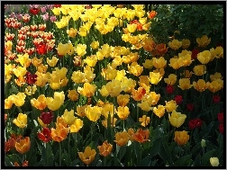 Ogród, Kwiaty, Wiosna, Tulipany