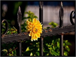 Ogrodzenie, Kwiat, Żółty, Metalowe
