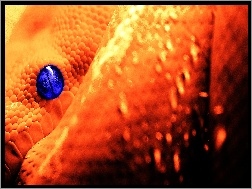 Oko, Wąż, Pomarańczowy, Niebieskie