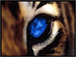 Oko, Tygrysa